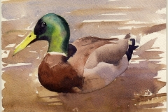 mallard